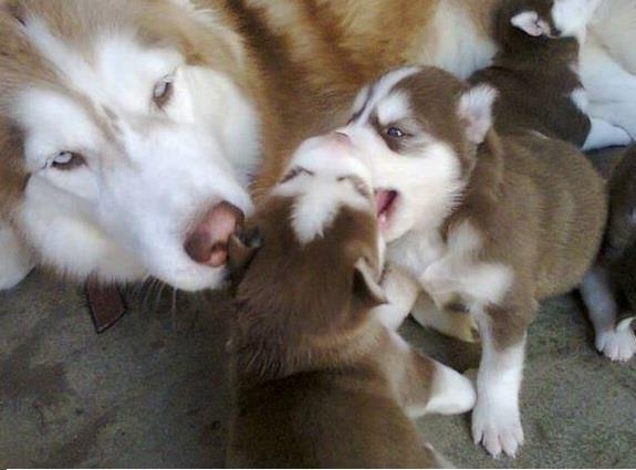 Lindos Filhotes Husky Siberiano - Foto 4
