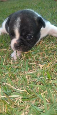 Bulldog frances Femea - Foto 3