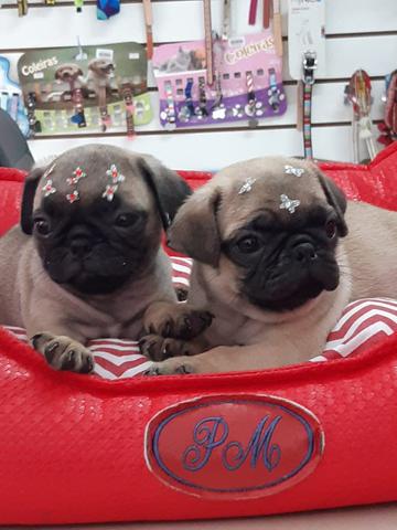 Pug fêmea disponível com pedigree vacinas vermífugo garantia