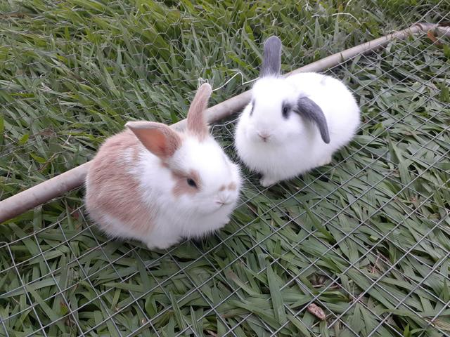 Lindos bebês mini Lopes disponíveis!!!