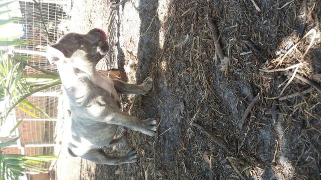 Macho de American bully - Foto 4