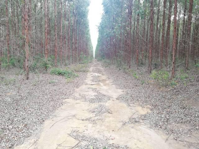 Fazenda com eucalipto - Foto 8