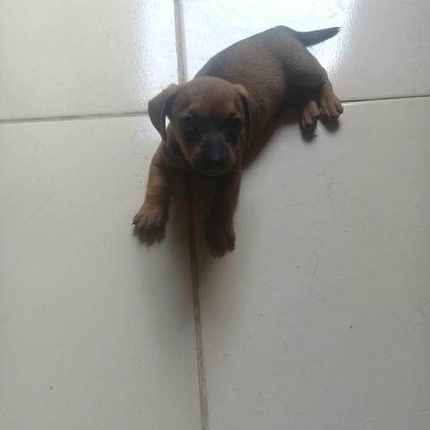 Vendo - Foto 4