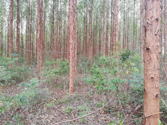 Fazenda com eucalipto - Foto 4