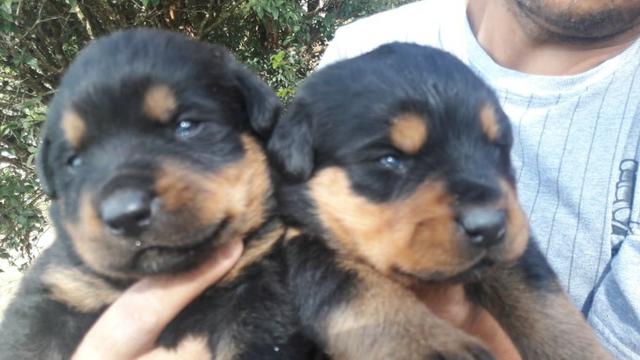 Rottweiler cabeça de touro, com garantias e suporte veterinário gratuito! - Foto 2