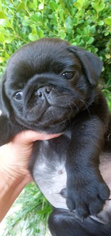 Pug com pedigree - Foto 2