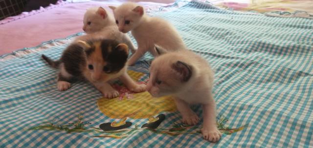 Gatos siameses - Foto 3