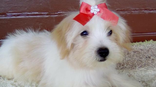 Bebes de lhasa apso delanos pet procedência unica entrega mediata - Foto 4