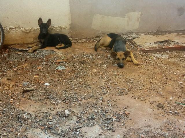 Vendo cachorro