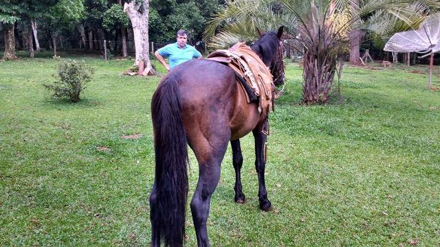 Bagual mangalarga Marchador - Foto 5