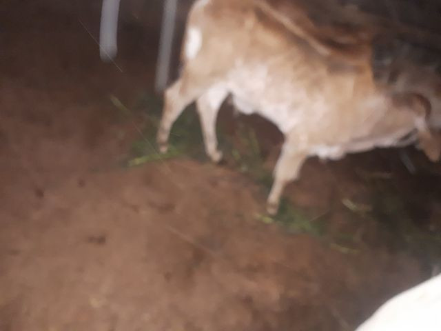 Vaca mansa com bezerro - Foto 4