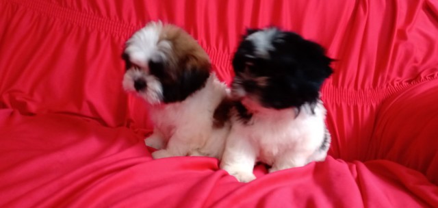 Vende-se shih tzu MACHO - Cachorros e acessórios - Bandeirantes, Cariacica  1124511601 | OLX