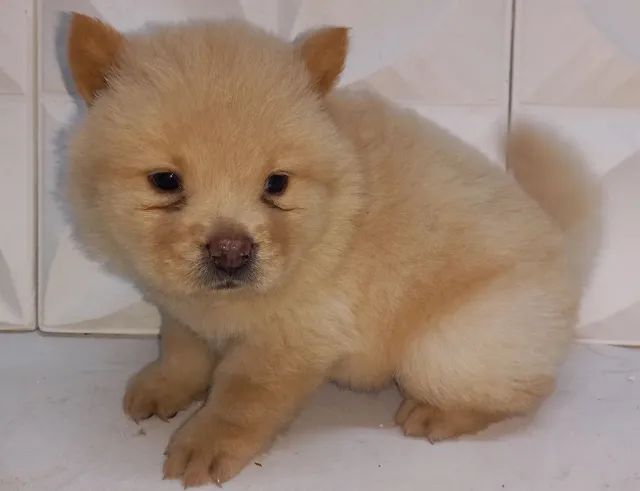 Filhotes chow chow 