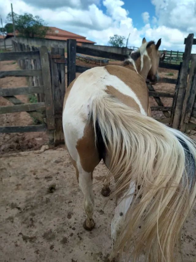 Vendo cavalo Painthorse PO Registrado (sólido com frente aberta) - Cavalos  e acessórios - Praia do Canto, Vitória 1256500999