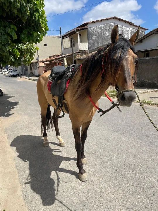 Cavalo campolina Registrado. M picada. - Foto 4