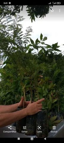 Mudas de árvores nativas e exoticas - Foto 3