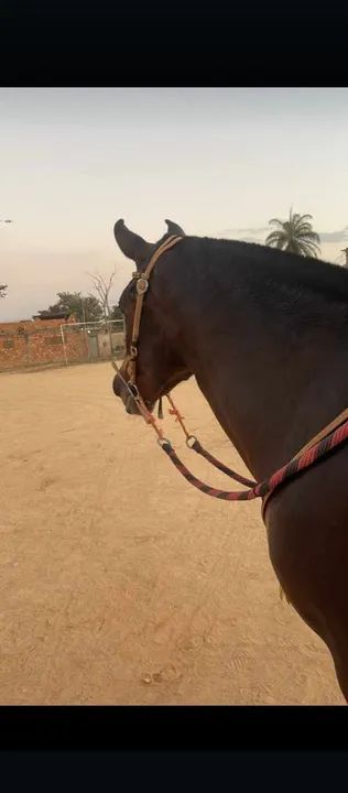 Égua marcha picada  - Foto 2