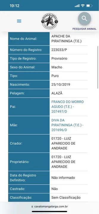 Cavalo mangalarga 4 anos adestrado  - Foto 3