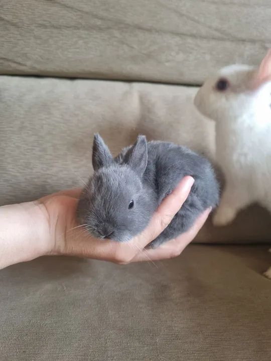  mini coelho cinza - Foto 2