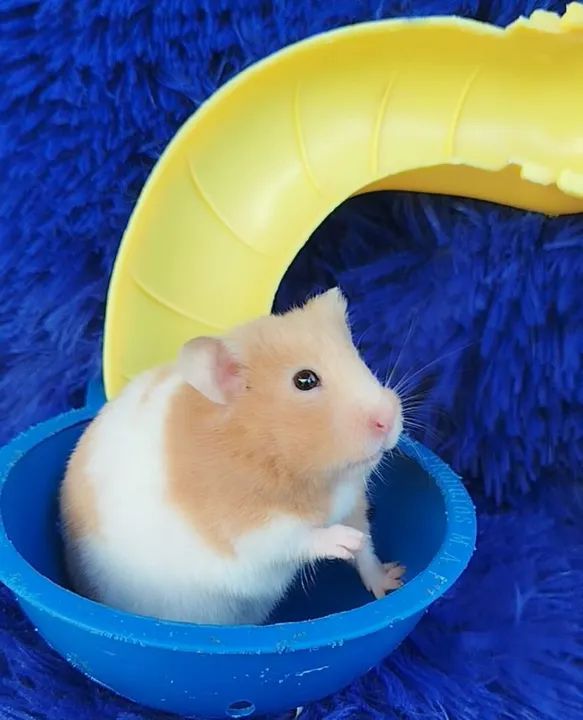 Hamster sírio ZAP: *80