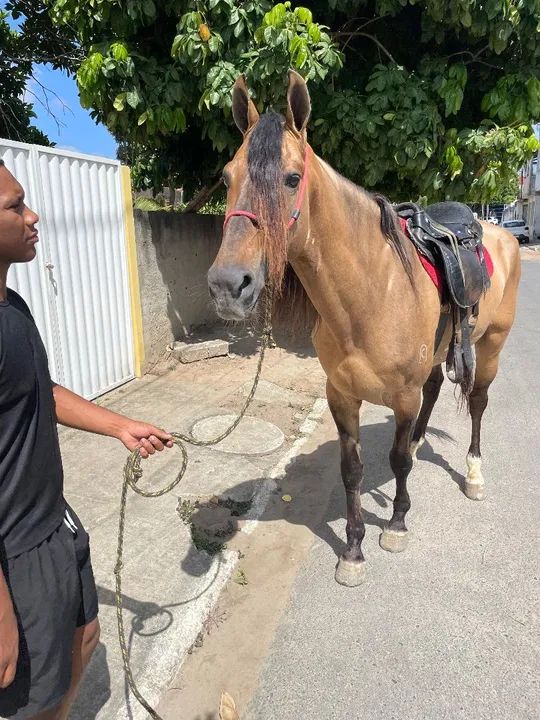 Cavalo campolina Registrado. M picada. - Foto 2
