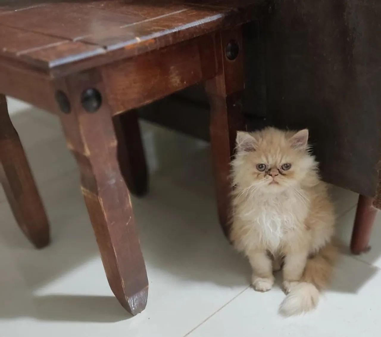 Gatos persas  - Foto 2