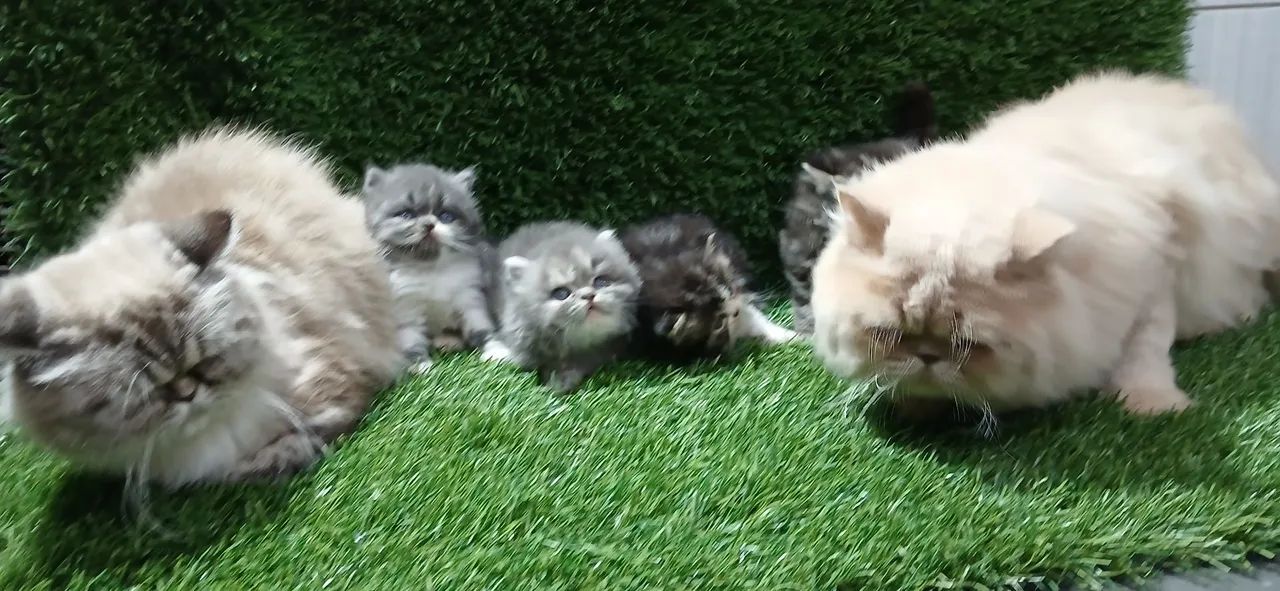 Persa filhote  - Foto 2