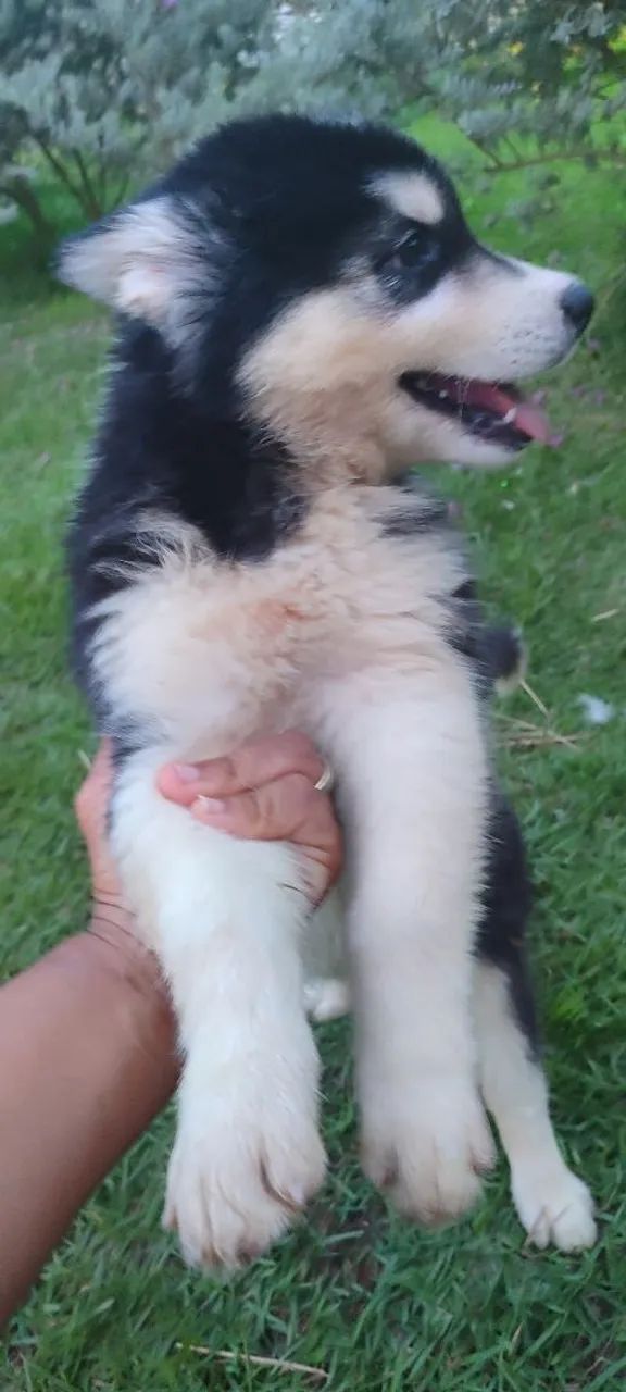 Husky Siberiano - Filhotes lindos  - Foto 4