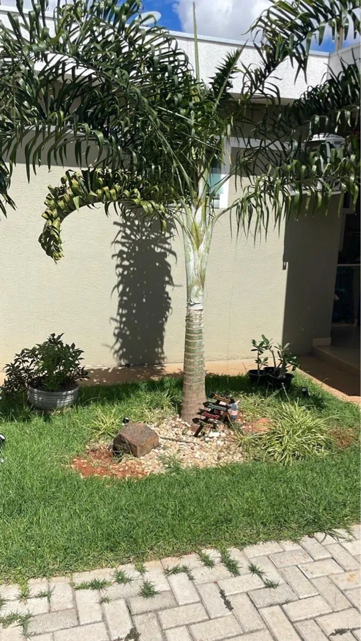 Palmeira Areca - Adulta e Linda! - Foto 2