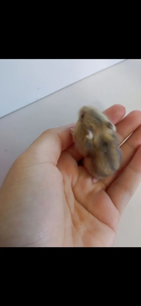 Filhotes de hamster anão russo