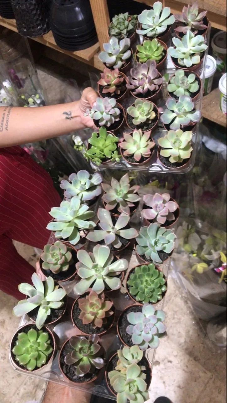 Rosas do deserto e Suculentas ? - Foto 4