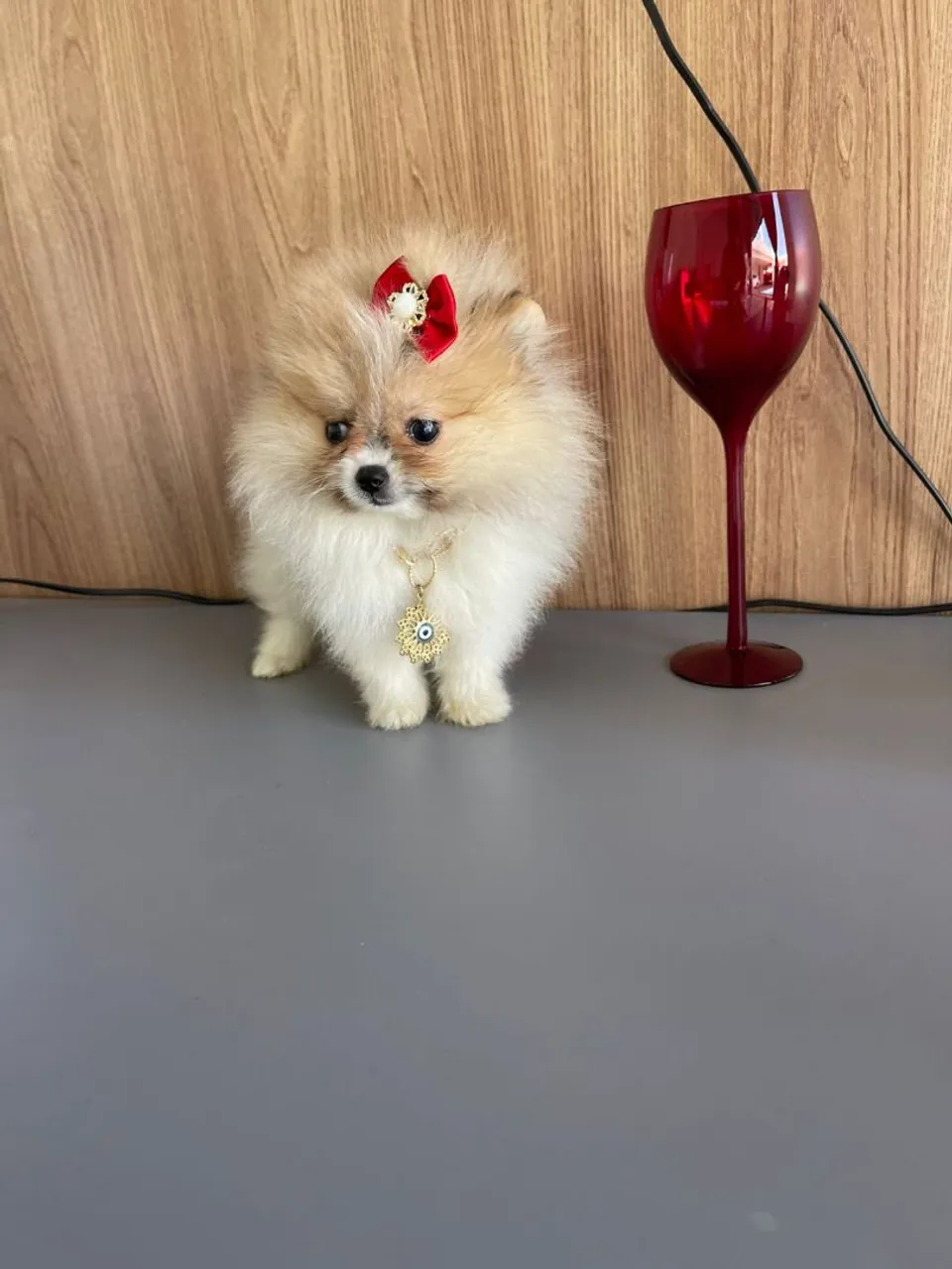 Spitz Alemão mini