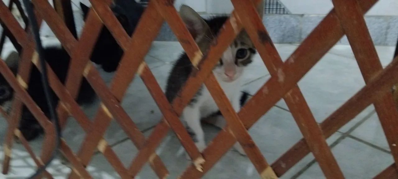 2 GATOS MACHOS  - Foto 2