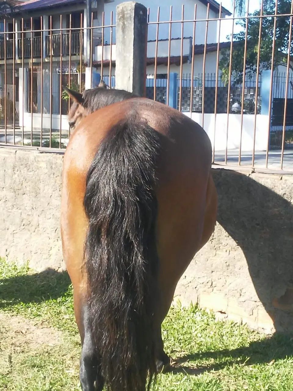 Cavalo Crioulo  - Foto 3