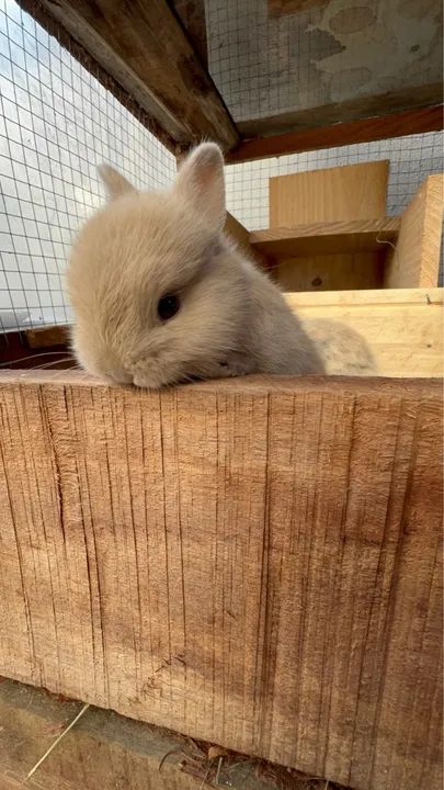 Coelho anão Netherland Dwarf Show  - Foto 2