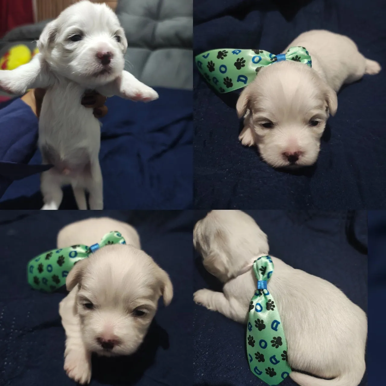 Filhotes de ShihTzu 2 machos Disponível para venda