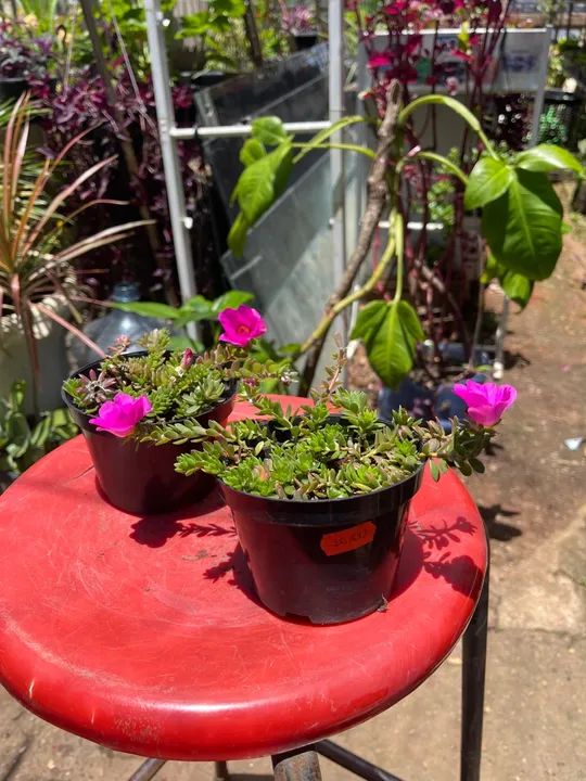 Mudas de Portulaca em vaso