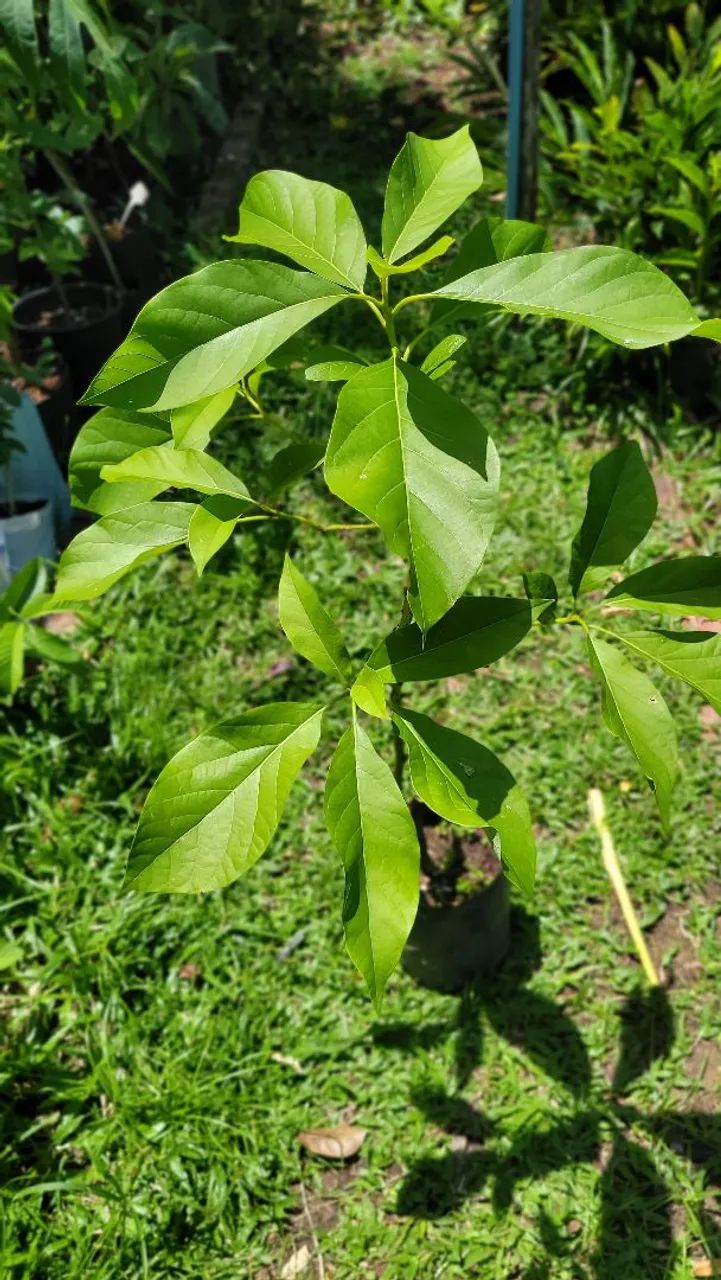 ENXERTADO: ABACATE MANTEIGA, FRUTÍFERAS, PARA VASOS  - Foto 4