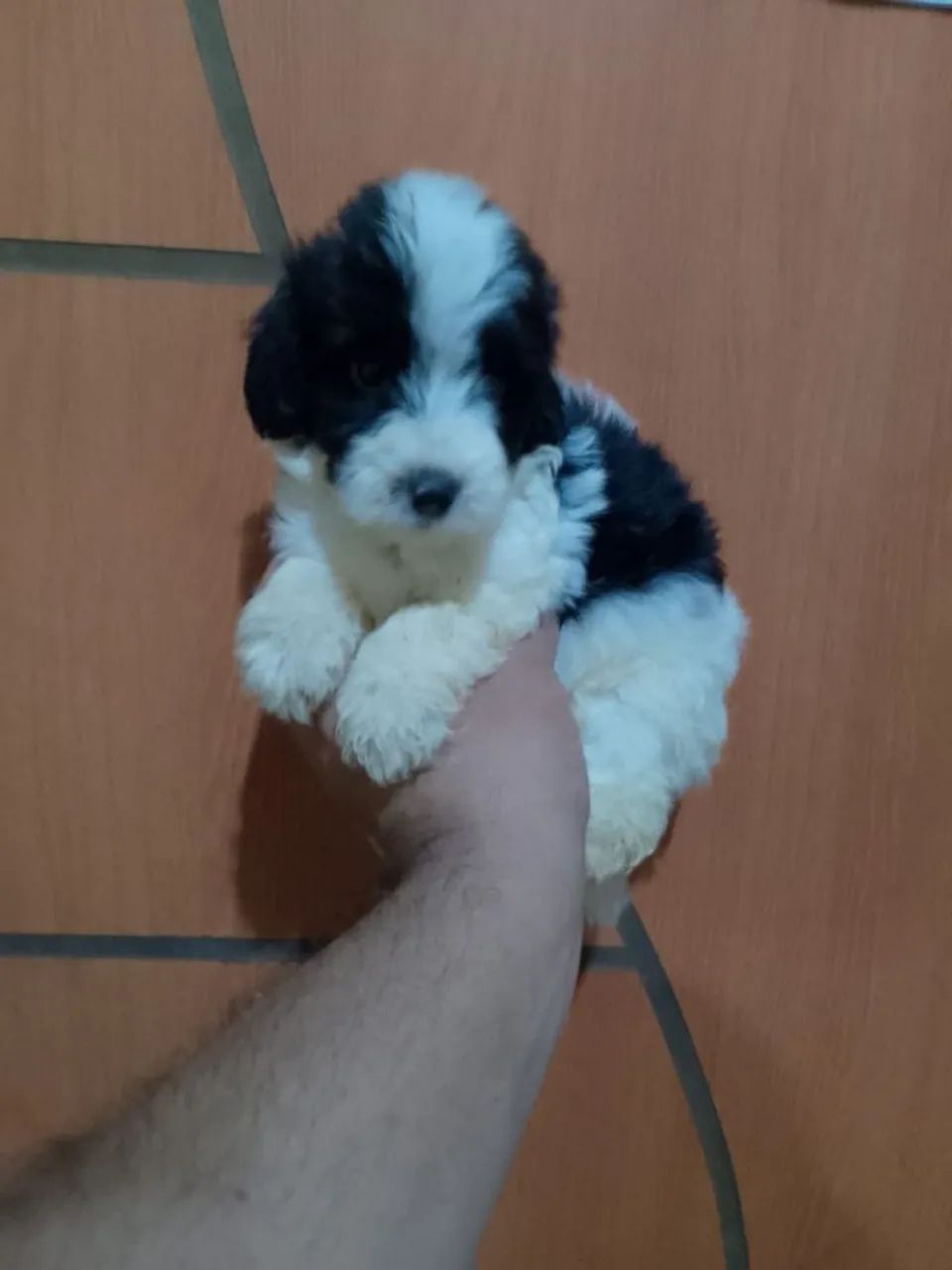 Filhotes de Poodle toy  machos com 2 meses valor 600 reais cada filhote.  - Foto 3