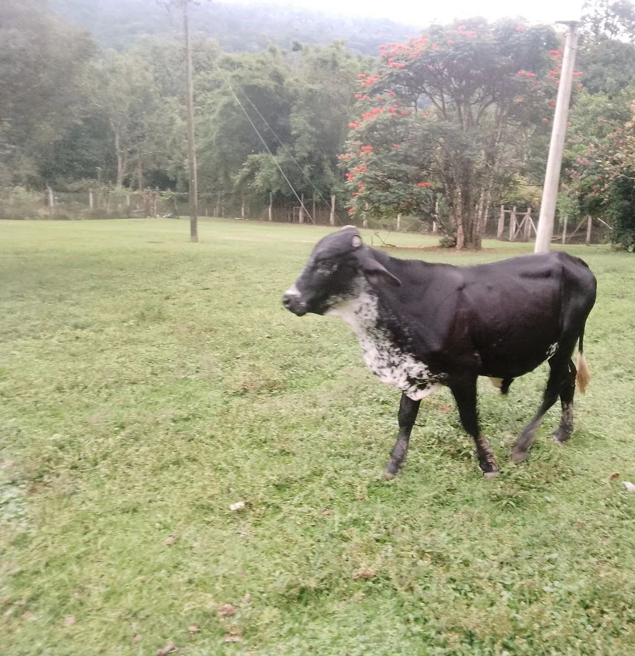 Vendo garrote mocho  - Foto 2