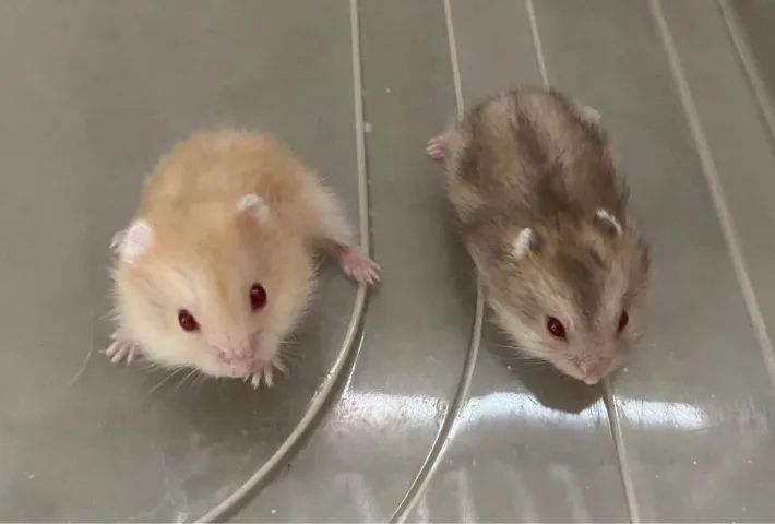 VENDO HAMSTER - Foto 5