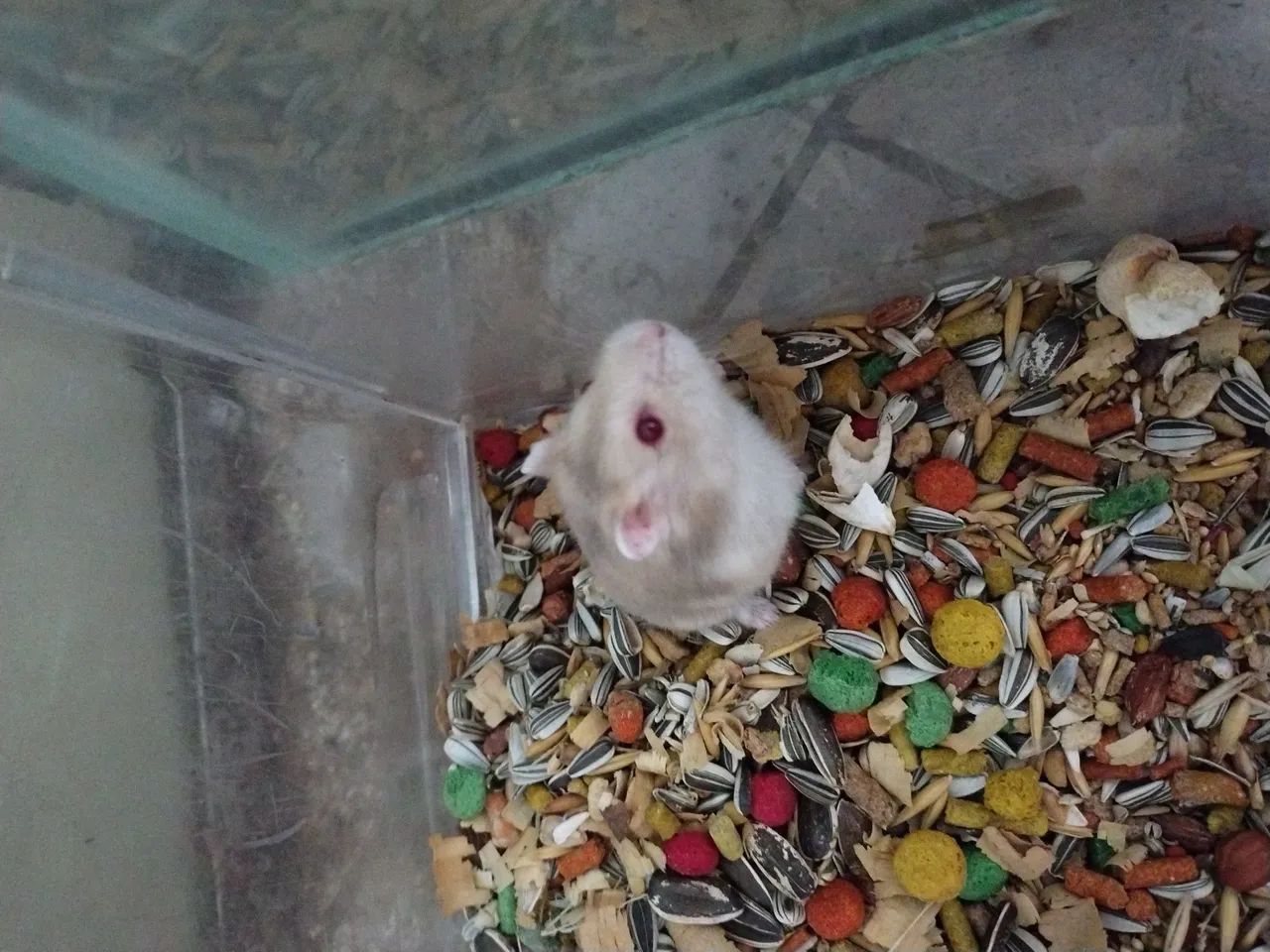 Hamster e Acessórios - Foto 3