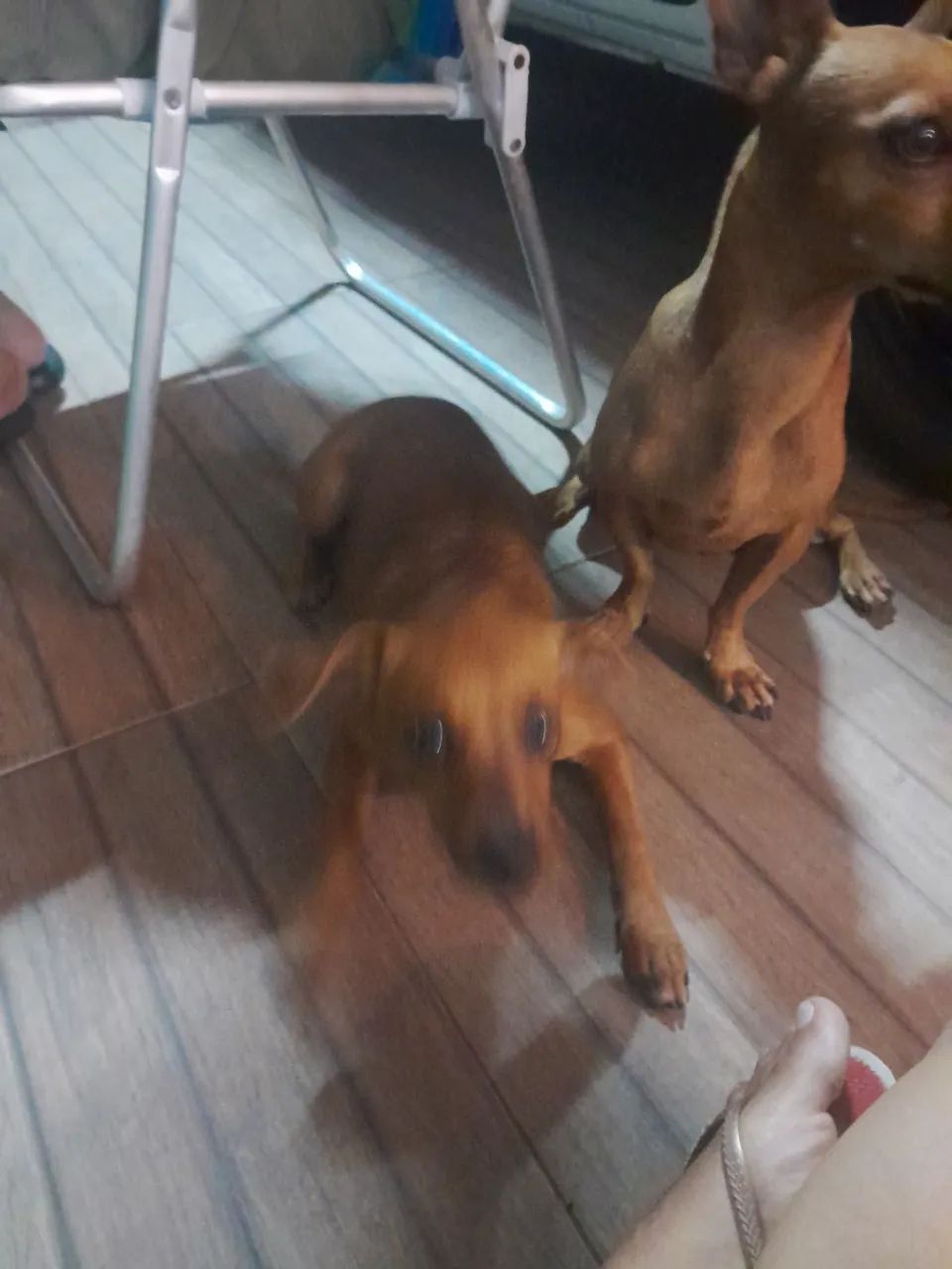 Cachorro disponível para adoção - Foto 2