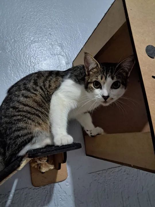 Gatinhos pra adoção (gato) - Foto 2