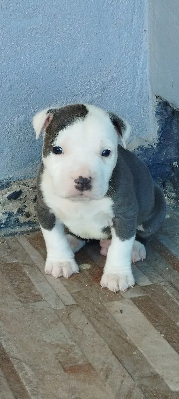 Filhote de Pitbull