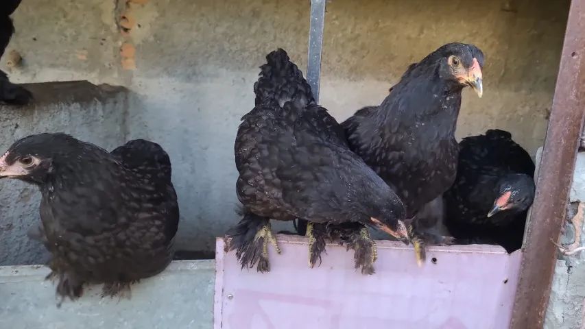 Casal de brahma 120 reais quase 4 meses 