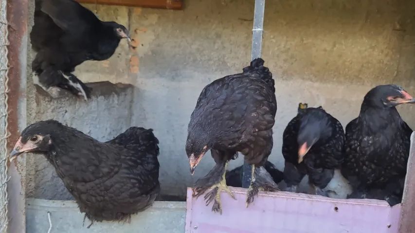 Casal de brahma 120 reais quase 4 meses  - Foto 4