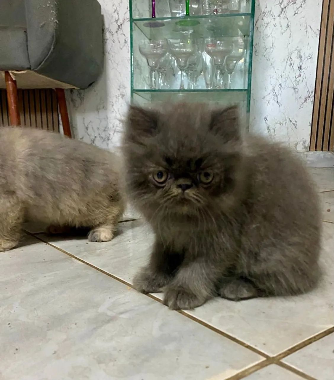 Vendo lindos filhotes de gatos persa  - Foto 3