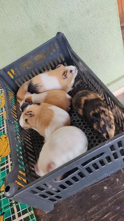 Porquinhos da Índia ( LEIA O ANÚNCIO) - Foto 3