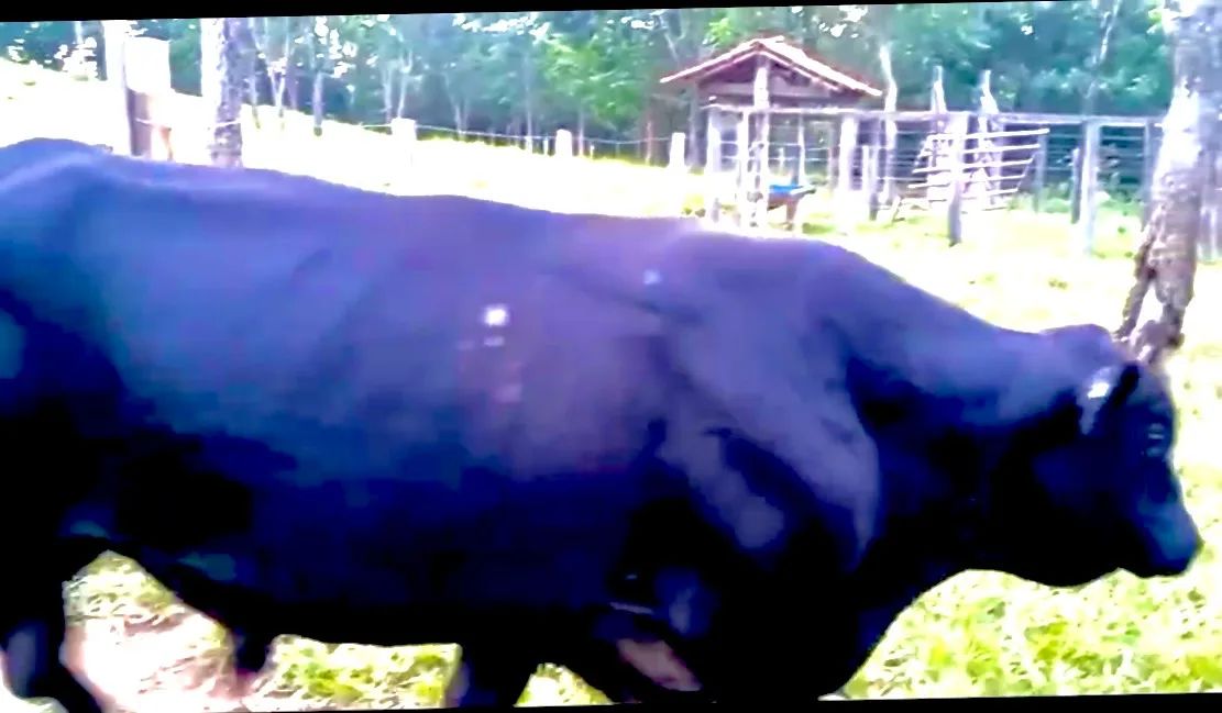 Vendo reprodutor Angus registrado  - Foto 2